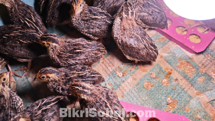 ৩০ দিন, এবং ২৫ দিন বয়সী কোয়েল পাখি